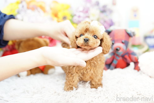 成約済の埼玉県のコッカプー:アメリカンコッカースパニエル×トイプードル-254358の3枚目