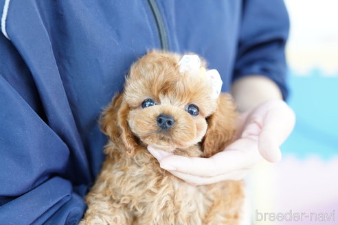 成約済の埼玉県のコッカプー:アメリカンコッカースパニエル×トイプードル-254358