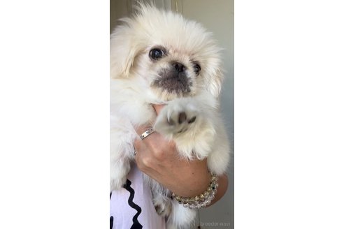 成約済の茨城県のペキニーズ-247723の2枚目