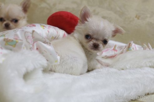 成約済の兵庫県のチワワ(ロングコート)-254384の5枚目