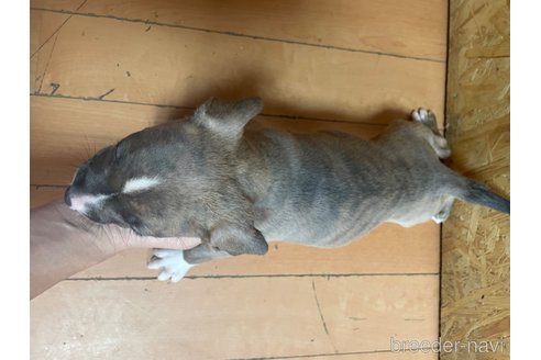 成約済の佐賀県のアメリカンピットブルテリア-245774の26枚目