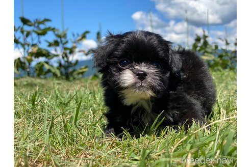 成約済の長野県のミックス犬-254489の4枚目