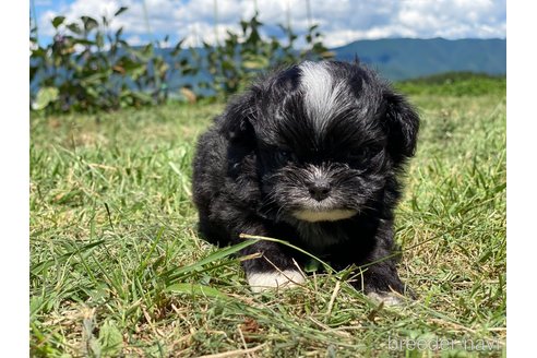 成約済の長野県のミックス犬-254489の2枚目