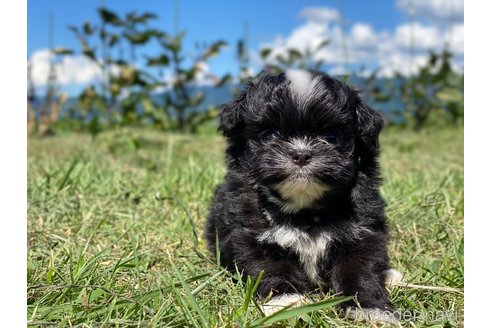 成約済の長野県のミックス犬-254489