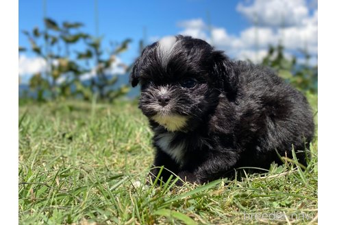 成約済の長野県のミックス犬-254489の5枚目