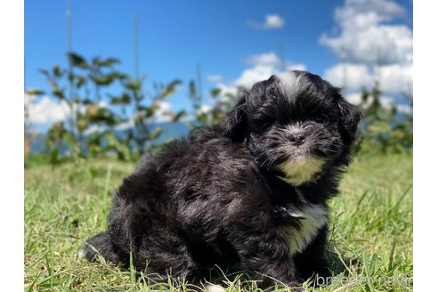 成約済の長野県のミックス犬-254489の6枚目