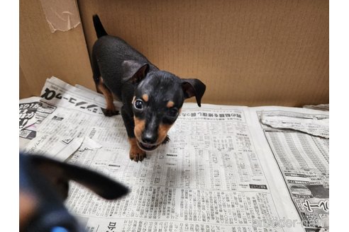 成約済の愛知県のミニチュアピンシャー(ミニピン)-253094の4枚目