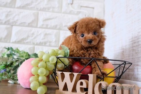 成約済の滋賀県のトイプードル-251501の1枚目