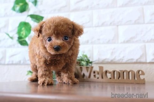 成約済の滋賀県のトイプードル-251501の6枚目