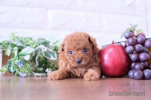 成約済の滋賀県のトイプードル-251501の3枚目