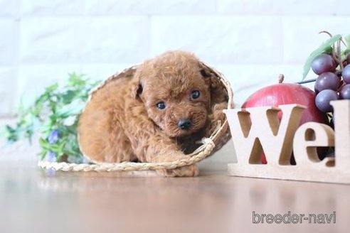 成約済の滋賀県のトイプードル-251501の2枚目