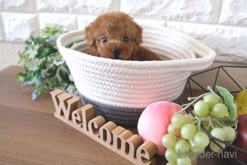 成約済の滋賀県のトイプードル-251511の1枚目