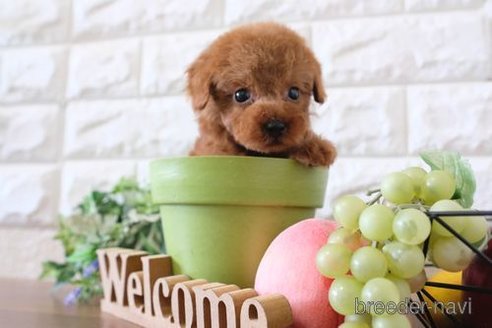 成約済の滋賀県のトイプードル-251511の6枚目