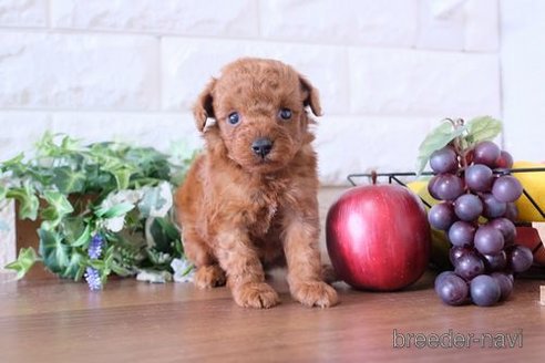 成約済の滋賀県のトイプードル-251511の3枚目