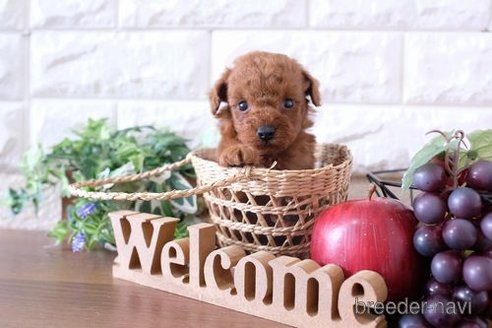 成約済の滋賀県のトイプードル-251511の2枚目