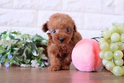 成約済の滋賀県のトイプードル-251522の1枚目