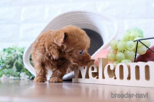 成約済の滋賀県のトイプードル-251522の6枚目