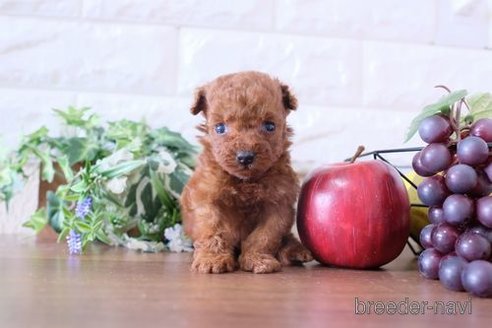 成約済の滋賀県のトイプードル-251522の3枚目