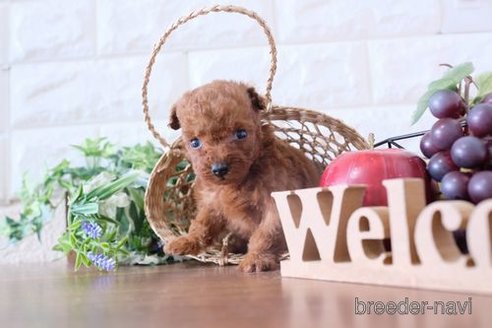 成約済の滋賀県のトイプードル-251522の2枚目