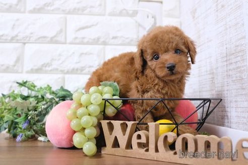 成約済の滋賀県のトイプードル-251579の1枚目