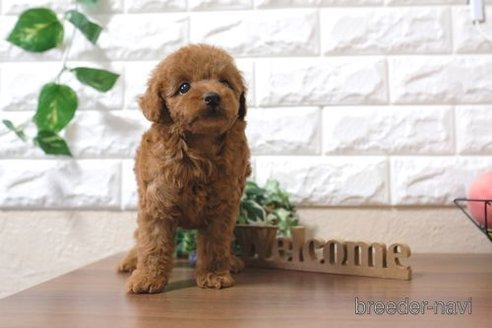 成約済の滋賀県のトイプードル-251579の6枚目