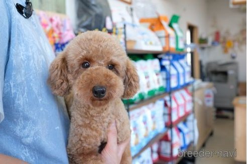 成約済の滋賀県のトイプードル-251579の4枚目