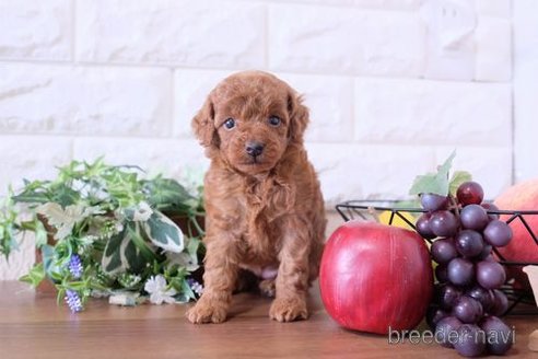 成約済の滋賀県のトイプードル-251579の3枚目