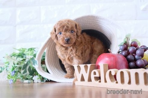 成約済の滋賀県のトイプードル-251579の2枚目