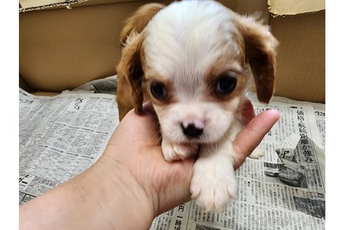 成約済の愛知県のキャバリアキングチャールズスパニエル-254568の11枚目