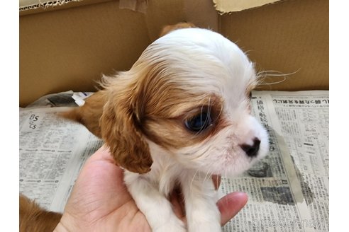 成約済の愛知県のキャバリアキングチャールズスパニエル-254568の10枚目