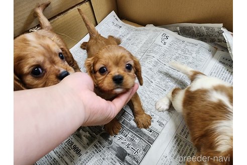 成約済の愛知県のキャバリアキングチャールズスパニエル-254570の5枚目