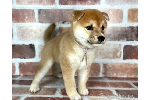 成約済の福岡県の豆柴-254584の10枚目