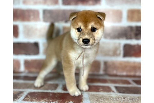 成約済の福岡県の豆柴-254584の5枚目