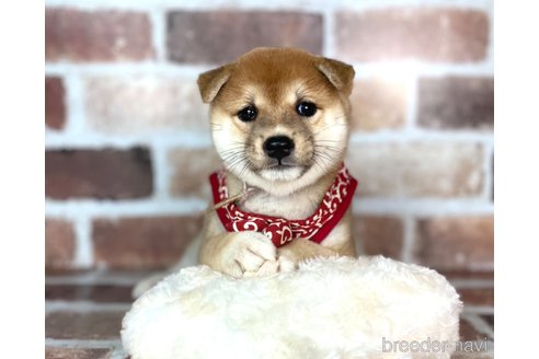 成約済の福岡県の豆柴-254584の6枚目