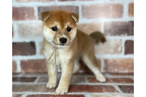 成約済の福岡県の豆柴-254584の7枚目