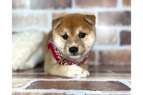 成約済の福岡県の豆柴-254584の9枚目