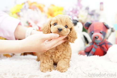 成約済の埼玉県のコッカプー:アメリカンコッカースパニエル×トイプードル-254587