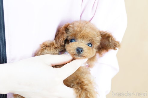 成約済の埼玉県のトイプードル-254589