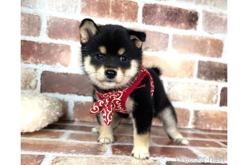 成約済の福岡県の豆柴-254605の2枚目