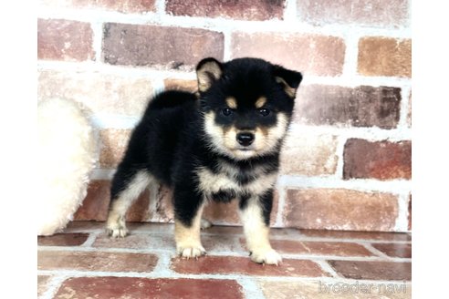 成約済の福岡県の豆柴-254605の3枚目