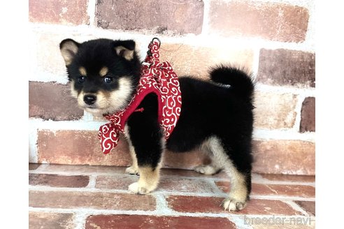 成約済の福岡県の豆柴-254605の4枚目