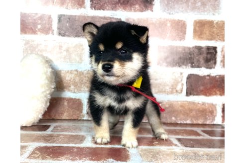 成約済の福岡県の豆柴-254605の1枚目