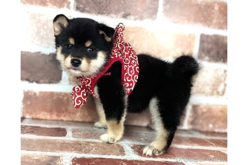 成約済の福岡県の豆柴-254605の5枚目