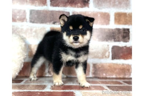 成約済の福岡県の豆柴-254605の6枚目