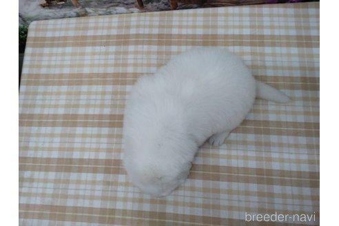 成約済の千葉県のグレートピレニーズ-254442の2枚目