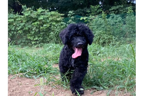 成約済の東京都のその他の犬種-236107の5枚目