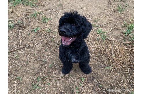 成約済の東京都のその他の犬種-236107の4枚目