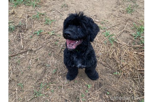 成約済の東京都のその他の犬種-236107の2枚目