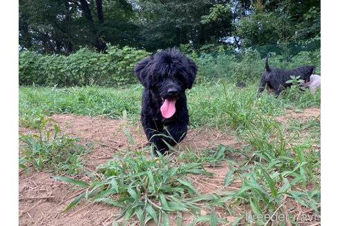 成約済の東京都のその他の犬種-236107の3枚目