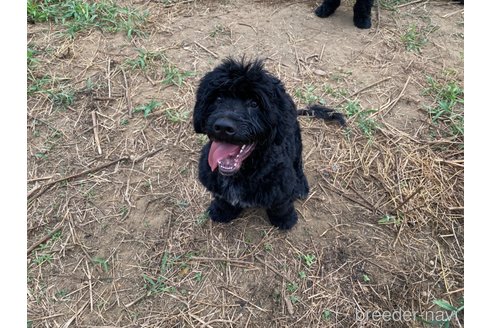 成約済の東京都のその他の犬種-236107の2枚目